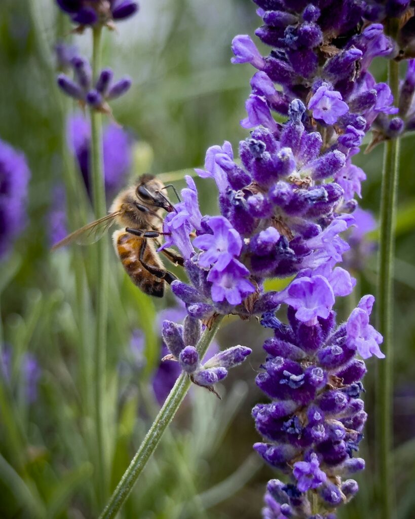 Abeille pollinisant une fleur de lavande en Provence, symbole de nature et de biodiversité. Bee pollinating a lavender flower in Provence, symbol of nature and biodiversity.