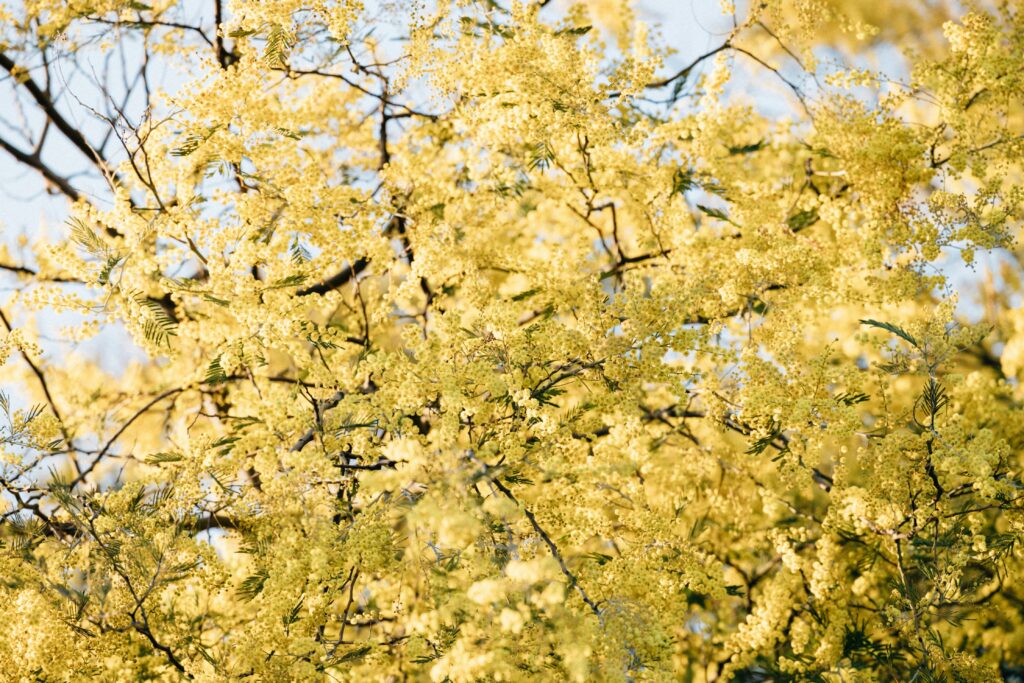 Arbre de mimosa en pleine floraison sous le soleil de Provence, symbole du printemps dans le sud de la France. Blooming mimosa tree under the Provençal sun, symbol of spring in southern France.