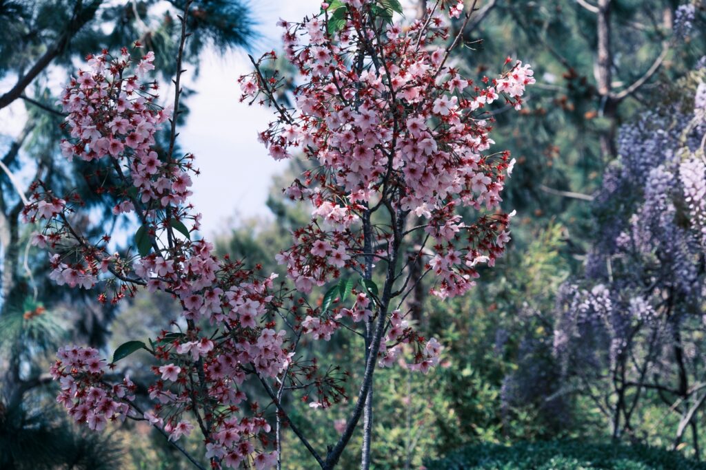 Cerisier en fleurs au printemps en Provence, paysage typique du sud de la France. Blooming cherry tree in springtime Provence, typical southern French landscape.