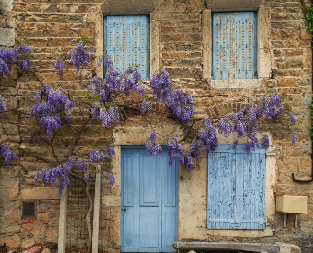 Façade de maison recouverte de glycine en fleurs, charme authentique des villages de Provence. House facade covered with blooming wisteria, authentic charm of Provençal villages.