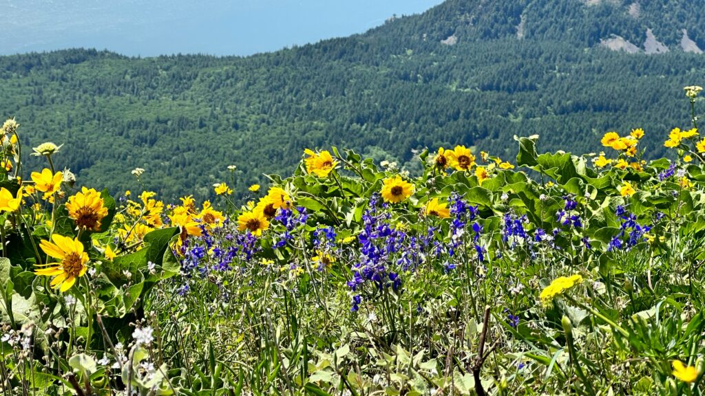 Fleurs sauvages, arbres et collines verdoyantes typiques de la campagne provençale. Wildflowers, trees, and rolling hills typical of the Provençal countryside.